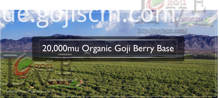 Mehrere Vorteile Goji-Beeren-Basis Multiple Benefits goji berry base
